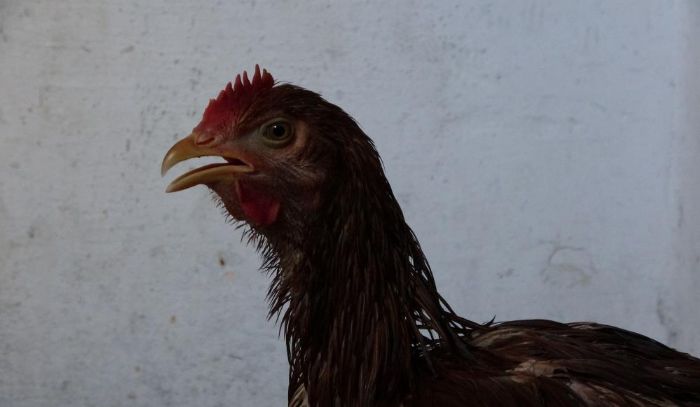 ocuk gibi alayan tavuunu kesmeye kyamad, iyilemesi iin veteriner aramaya balad