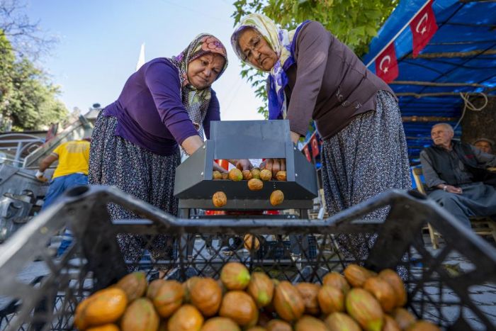 Mersin'de reticiye ceviz soyma makinesi destei