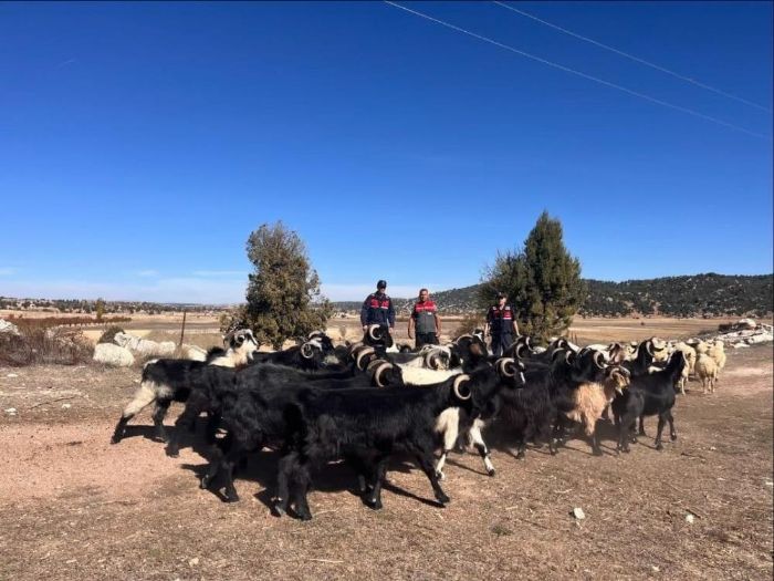 Kayp hayvanlar jandarma tarafndan 4 kilometre uzakta bulundu