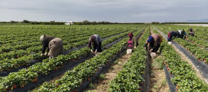 Mersin'de a��kta �ilek hasad� ba�lad�: �� pazarda kilogram� 65 ile 75 TL aras�nda