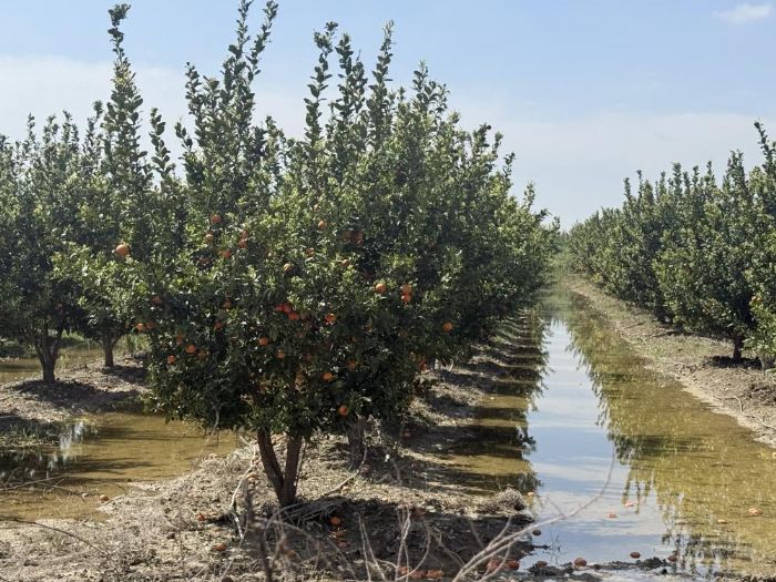 Mersin'de selin ard�ndan bah�elerde sular yeni �ekildi