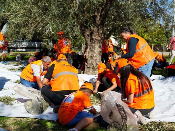 Tarsus'ta zeytinler l�semili �ocuklar i�in topland�