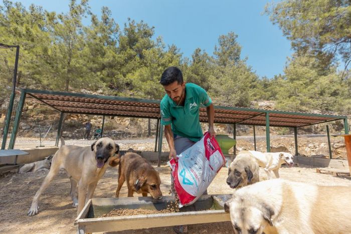 Mersin�de 3 bin 295 kedi ve k�pek yeni yuvas�na kavu�tu