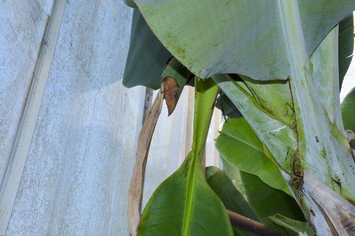 Mersin'de ilgin hrszlk: Hrszlar muz ve avokado hasad yapt