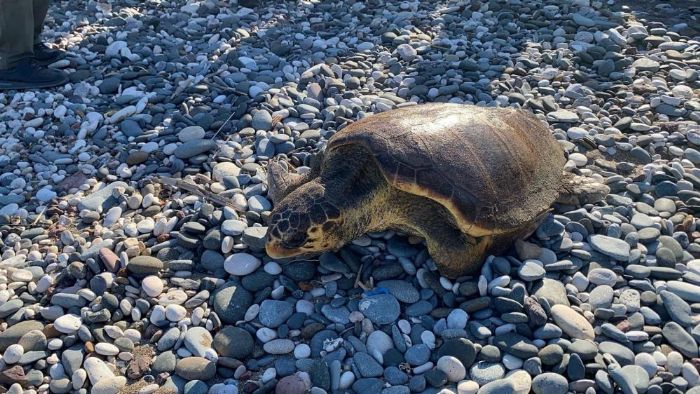 Tedavisi tamamlanan 3 deniz kaplumba�as� yeniden denizle bulu�tu