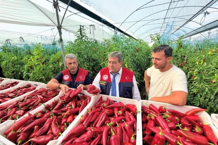 Mersin�de kapya biber �retimi yerinde incelendi