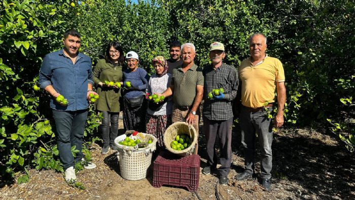 Hasad Balayan Limonlar hracat Yolunda