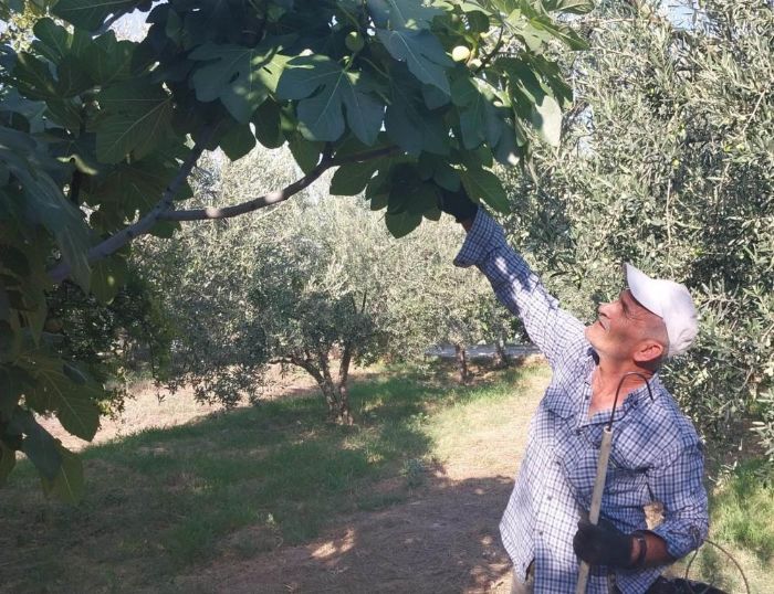 Mersin'de beyaz incirde 'yok y�l�': Rekoltenin 90 bin tondan 30 bin tona d��mesi bekleniyor