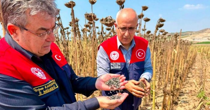 Tarsus�ta ay�i�e�inde 4 bin 485 ton rekolte bekleniyor