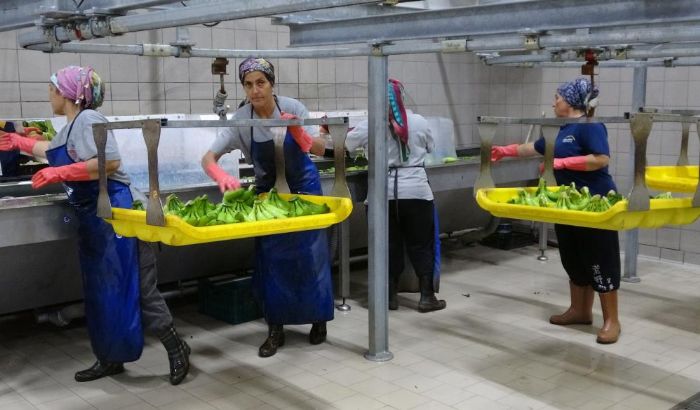 Muzun bakentinde hasat sezonu balad: Tketilen her iki muzdan biri Mersin'den