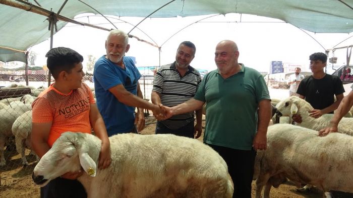 Mersin'de kurbanlk hayvan pazarlarnda hareketlilik balad