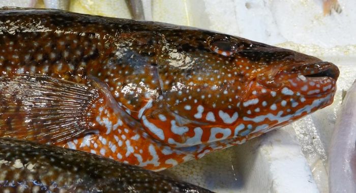 Hint Okyanusu'na �zg� �portakal benekli lagos' Mersin'de tezgaha ��kt�