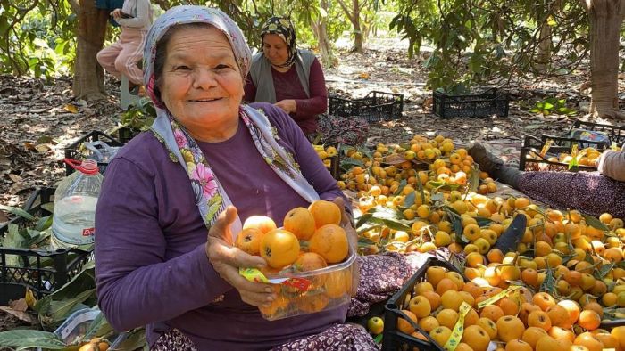 'Sar� alt�n' yenid�nyada hasat ba�lad�: �� pazara 50-100 TL�ye, d�� pazara 4 dolara g�nderiliyor