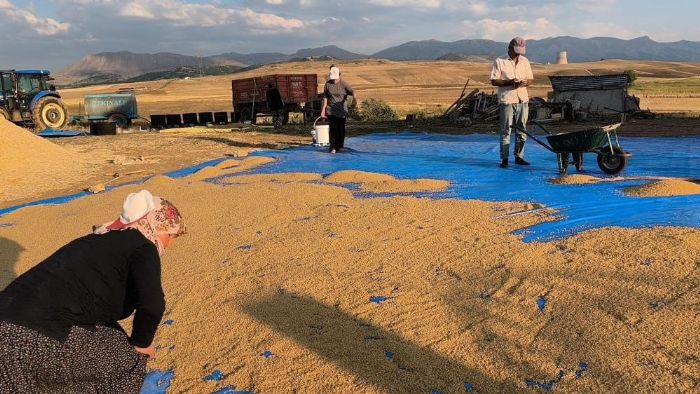 �niversite ��rencileri yaz tatilinde tarlada ailelerine destek oluyor