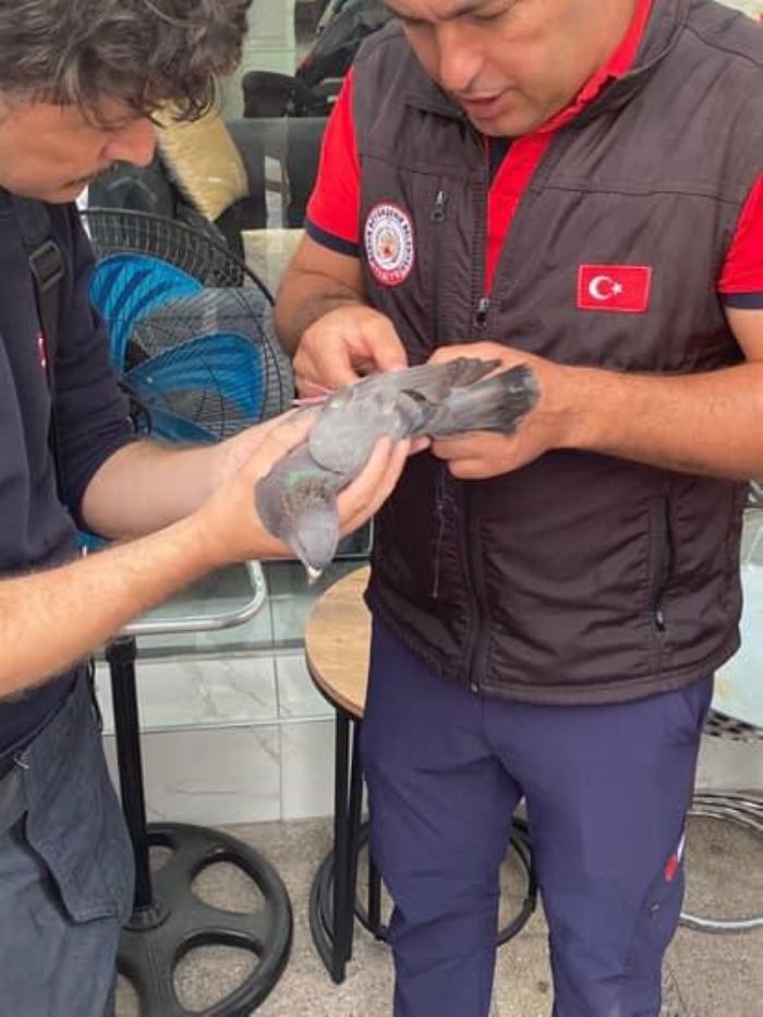 Mersin'de atda mahsur kalan gvercini itfaiye kurtard